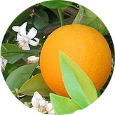 ネロリ（オレンジ）の画像